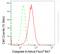 KD-Validated Anti-Caspase 8 Rabbit Monoclonal Antibody