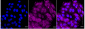 KD-Validated Anti-Caspase 8 Rabbit Monoclonal Antibody