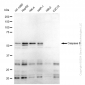 KD-Validated Anti-Caspase 8 Rabbit Monoclonal Antibody