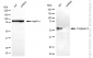 KD-Validated Anti-Caspase 8 Rabbit Monoclonal Antibody