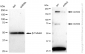 KD-Validated Anti-ACSS2 Rabbit Monoclonal Antibody