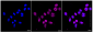 KD-Validated Anti-DAXX Rabbit Monoclonal Antibody