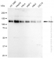 KD-Validated Anti-DAXX Rabbit Monoclonal Antibody