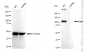 KD-Validated Anti-DAXX Rabbit Monoclonal Antibody