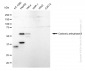 KD-Validated Anti-Carbonic anhydrase 9 Rabbit Monoclonal Antibody