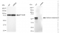 KD-Validated Anti-Carbonic anhydrase 9 Rabbit Monoclonal Antibody