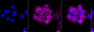 KD-Validated Anti-EGFR Rabbit Monoclonal Antibody