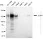 KD-Validated Anti-EGFR Rabbit Monoclonal Antibody