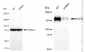 KD-Validated Anti-EGFR Rabbit Monoclonal Antibody