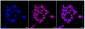 KD-Validated Anti-ADK Rabbit Monoclonal Antibody