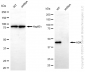 KD-Validated Anti-ADK Rabbit Monoclonal Antibody