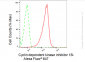 KD-Validated Anti-Cyclin dependent kinase inhibitor 1B Rabbit Monoclonal Antibody