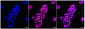 KD-Validated Anti-Cyclin dependent kinase inhibitor 1B Rabbit Monoclonal Antibody