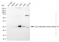 KD-Validated Anti-Cyclin dependent kinase inhibitor 1B Rabbit Monoclonal Antibody
