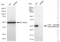 KD-Validated Anti-Cyclin dependent kinase inhibitor 1B Rabbit Monoclonal Antibody