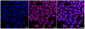 KD-Validated Anti-p150 CAF1 Rabbit Monoclonal Antibody