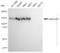 KD-Validated Anti-p150 CAF1 Rabbit Monoclonal Antibody