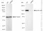 KD-Validated Anti-p150 CAF1 Rabbit Monoclonal Antibody