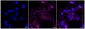 KD-Validated Anti-Phospho-PKR (T451) Rabbit Monoclonal Antibody