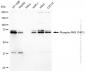KD-Validated Anti-Phospho-PKR (T451) Rabbit Monoclonal Antibody