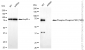 KD-Validated Anti-Phospho-PKR (T451) Rabbit Monoclonal Antibody