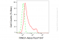 KD-Validated Anti-RING1 Rabbit Monoclonal Antibody