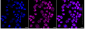KD-Validated Anti-RING1 Rabbit Monoclonal Antibody