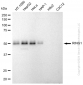 KD-Validated Anti-RING1 Rabbit Monoclonal Antibody