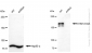 KD-Validated Anti-EHMT2/G9A Rabbit Monoclonal Antibody