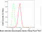 KD-Validated Anti-Brain derived neurotrophic factor Rabbit Monoclonal Antibody