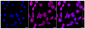 KD-Validated Anti-Brain derived neurotrophic factor Rabbit Monoclonal Antibody