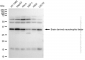 KD-Validated Anti-Brain derived neurotrophic factor Rabbit Monoclonal Antibody