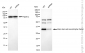 KD-Validated Anti-Brain derived neurotrophic factor Rabbit Monoclonal Antibody