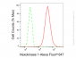KD-Validated Anti-Hexokinase 1 Rabbit Monoclonal Antibody
