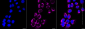 KD-Validated Anti-Hexokinase 1 Rabbit Monoclonal Antibody