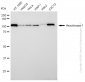 KD-Validated Anti-Hexokinase 1 Rabbit Monoclonal Antibody