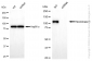 KD-Validated Anti-Hexokinase 1 Rabbit Monoclonal Antibody