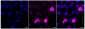 KD-Validated Anti-Phospho-PKC alpha (Ser657) Rabbit Monoclonal Antibody