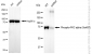 KD-Validated Anti-Phospho-PKC alpha (Ser657) Rabbit Monoclonal Antibody