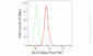 KD-Validated Anti-DLAT Rabbit Monoclonal Antibody