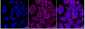 KD-Validated Anti-DLAT Rabbit Monoclonal Antibody