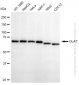 KD-Validated Anti-DLAT Rabbit Monoclonal Antibody