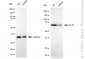 KD-Validated Anti-DLAT Rabbit Monoclonal Antibody