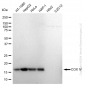 KD-Validated Anti-COX IV Rabbit Monoclonal Antibody