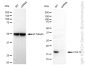 KD-Validated Anti-COX IV Rabbit Monoclonal Antibody