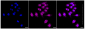 KD-Validated Anti-ALKBH1 Rabbit Monoclonal Antibody