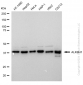 KD-Validated Anti-ALKBH1 Rabbit Monoclonal Antibody