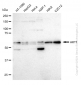 KD-Validated Anti-AKT1 Rabbit Monoclonal Antibody