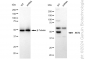 KD-Validated Anti-AKT1 Rabbit Monoclonal Antibody