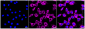 KD-Validated Anti-Fibronectin 1 Rabbit Monoclonal Antibody